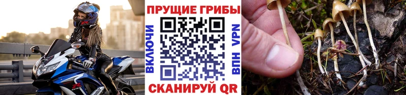 mega зеркало  Усть-Кут  Псилоцибиновые грибы Cubensis 